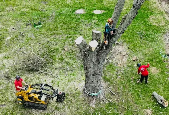 Aerial view of the crew grinding a stump on a front lawn
