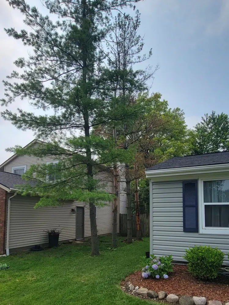 The same front yard before, crowded by a large pine against the siding