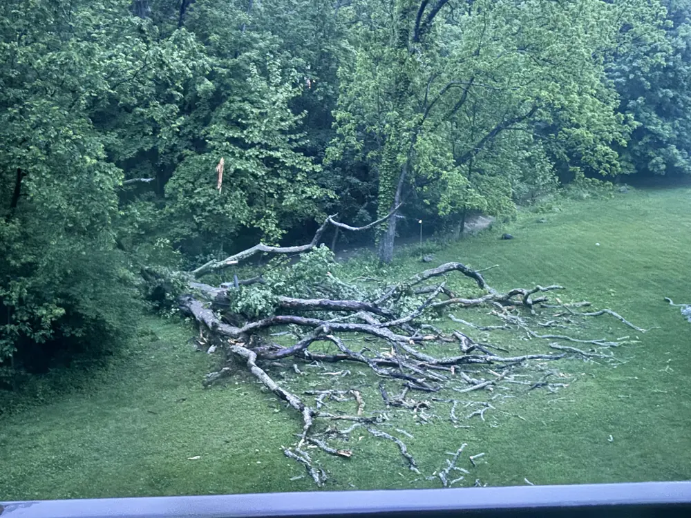 A massive dead oak down across a back lawn, branches spread everywhere