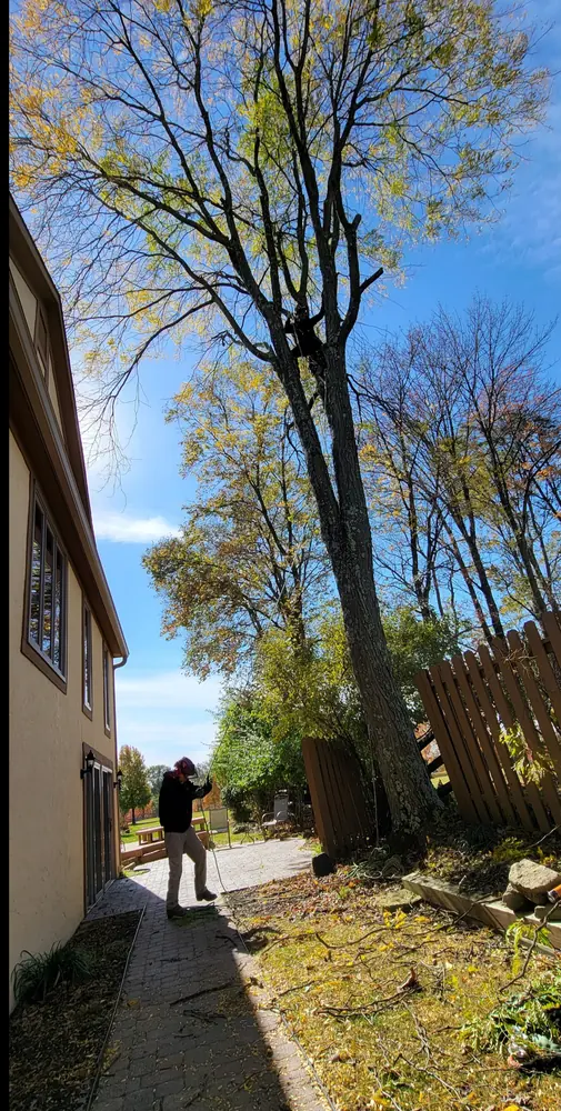 The same side yard before, an overgrown dirt path between the house and fence