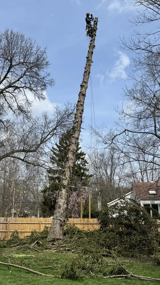 The same pine reduced to a bare spar with a climber near the top
