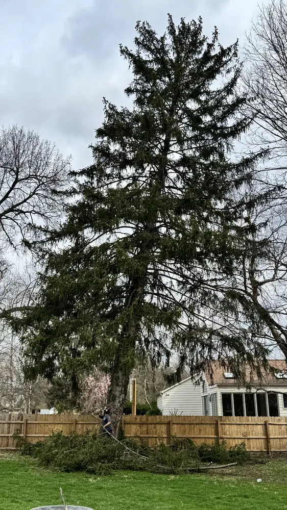 A leaning 60-foot pine towering over a back garden fence
