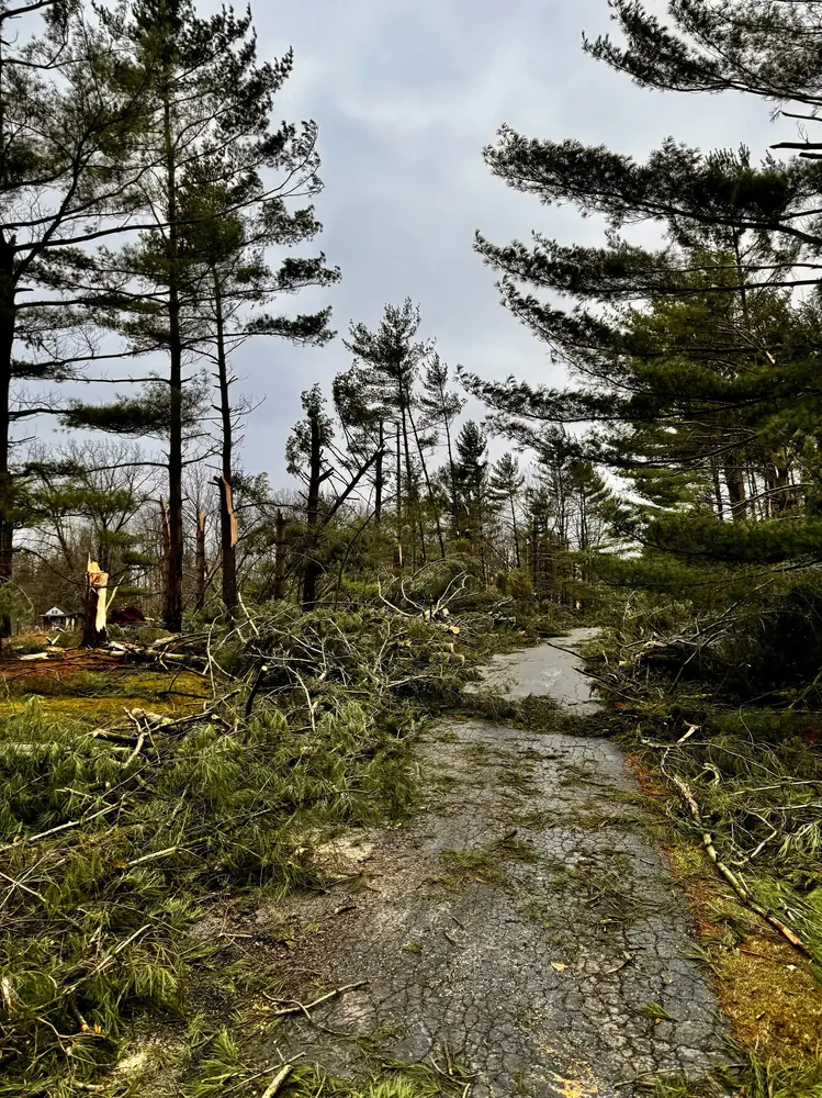 The same driveway buried under storm-downed pine limbs