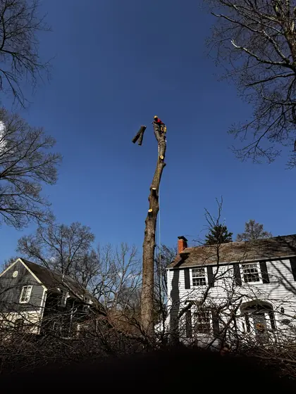 Sectioning a large limb down over a house roofline