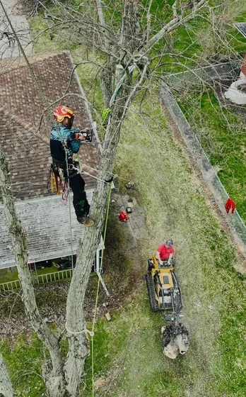 Climber roped into the canopy working a removal