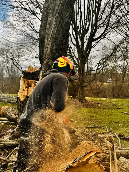 Arborist making a felling cut, sawdust flying from the bar