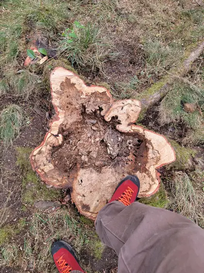 Freshly ground stump levelled below grade