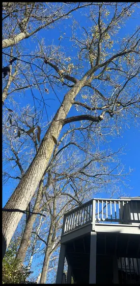 Tall hazard tree leaning over a raised deck