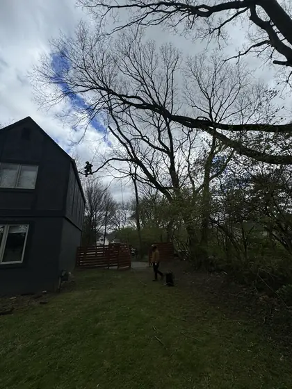 Storm-damaged treeline along a residential lane