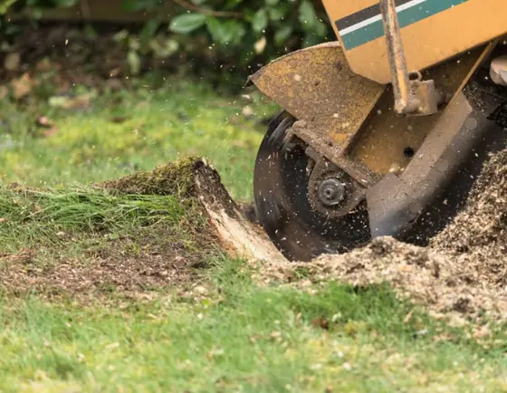 Stump grinder wheel cutting into a fresh stump